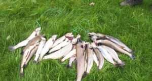 Veiði í Víkurflóði